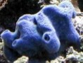 /album/koraly/haliclona-blue-jpg/